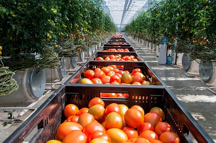 Липецкая область увеличит производство тепличных овощей до 190 тысяч тонн