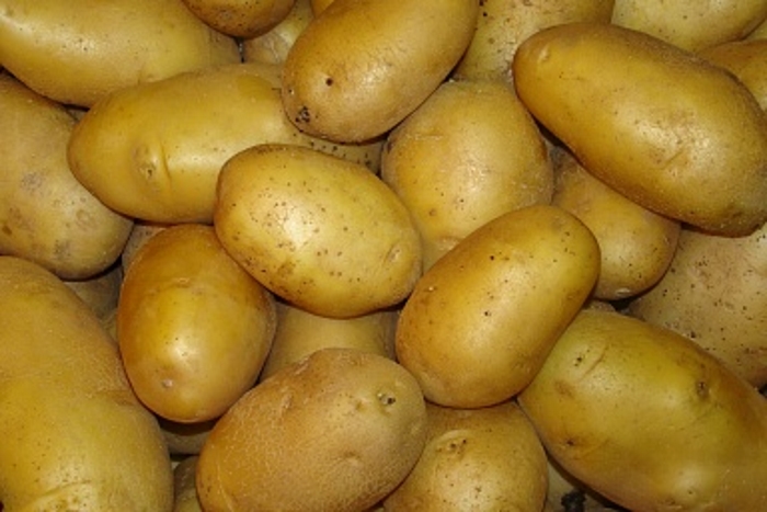 Минсельхоз выделит до конца 2018 года 614 млн рублей на развитие отечественного семеноводства картофеля
