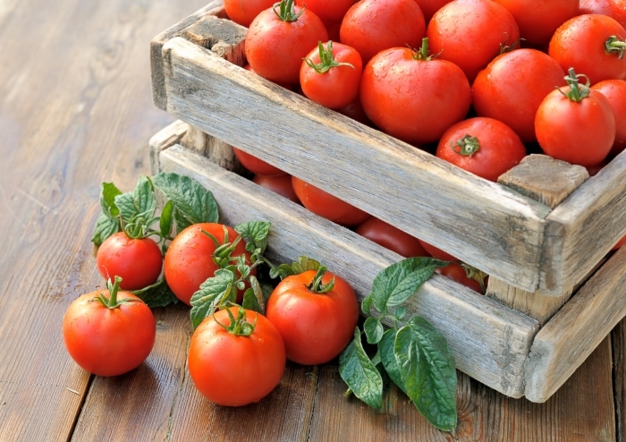 На Ставрополье выращено 16% отечественных томатов
