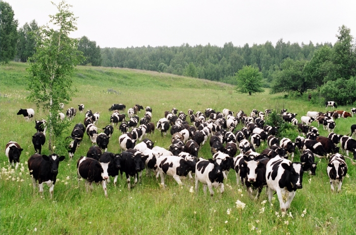 На развитие семейных животноводческих ферм в Адыгее направлено 105,8 млн рублей