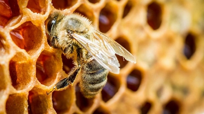 Пчелиный дом: в «Сколково» создают умный улей