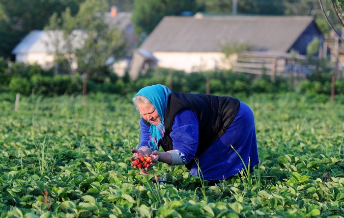 Пенсии работников сельского хозяйства пересчитают автоматически
