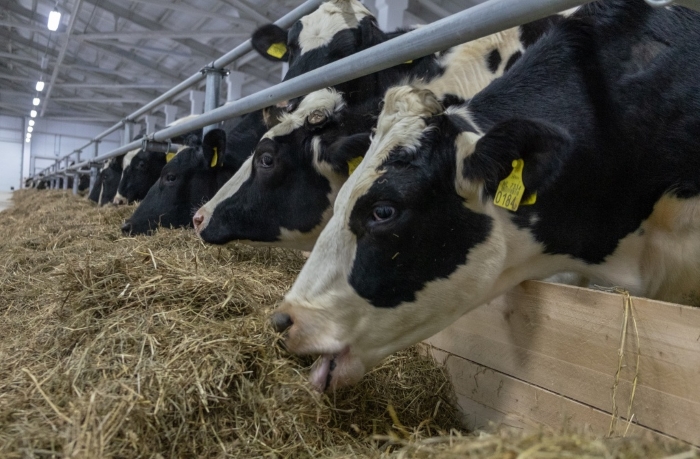 Первая партия скота завезена на новую молочно-товарную ферму в Сахалинской области