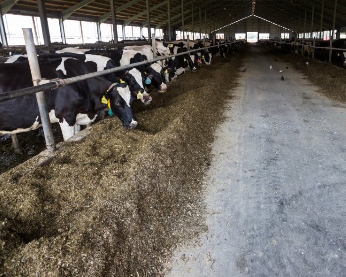 «Продимекс» закрывает молочные фермы в Воронежской области