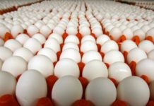 Производство яиц в Рязанской области выросло на 15,3%
