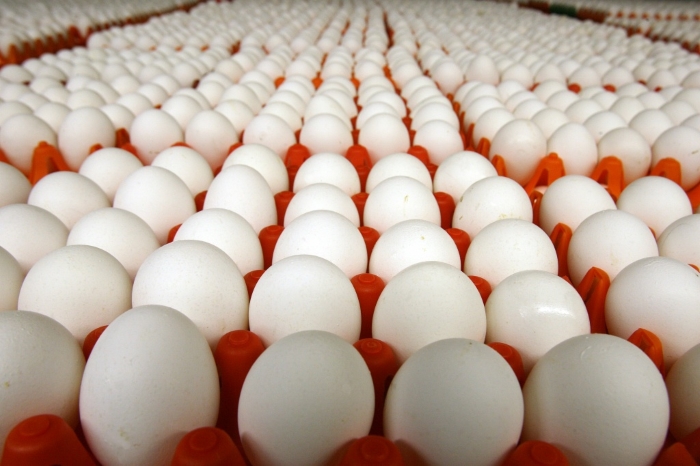 Производство яиц в Рязанской области выросло на 15,3%