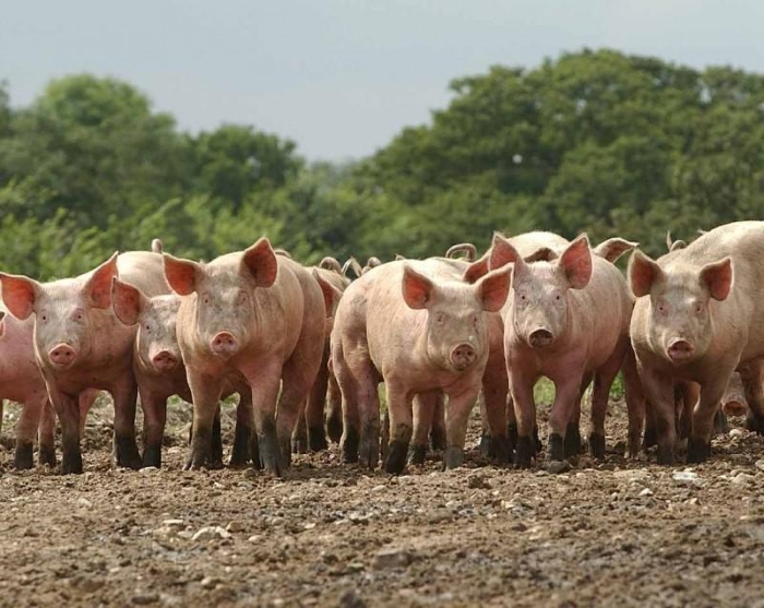 Псковским фермерам выплатят 2 млн рублей на замену свиней альтернативными видами животных