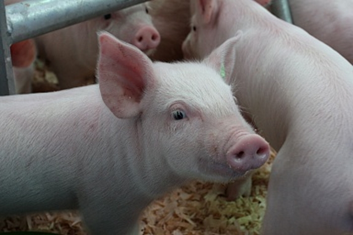 Республика Марий-Эл увеличивает производство свинины