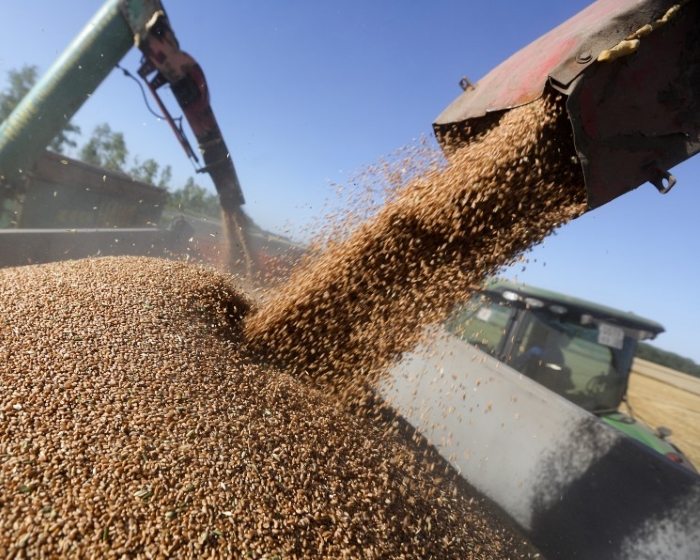 Росстат: за год цены на пшеницу выросли на 47%