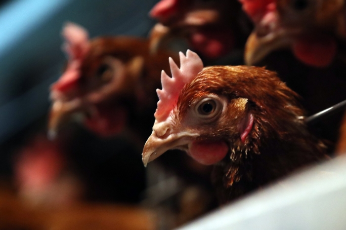 Тамбовская птицефабрика может получить разрешение на поставки мяса птицы в ОАЭ