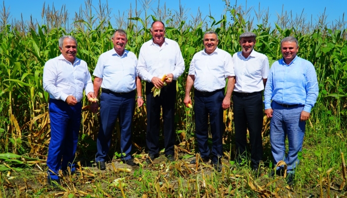 Урожай риса и кукурузы в Дагестане превысил показатели прошлого года