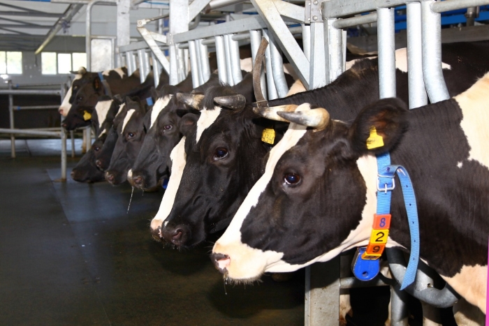 В Башкортостане до конца года завершат идентификацию крупного рогатого скота