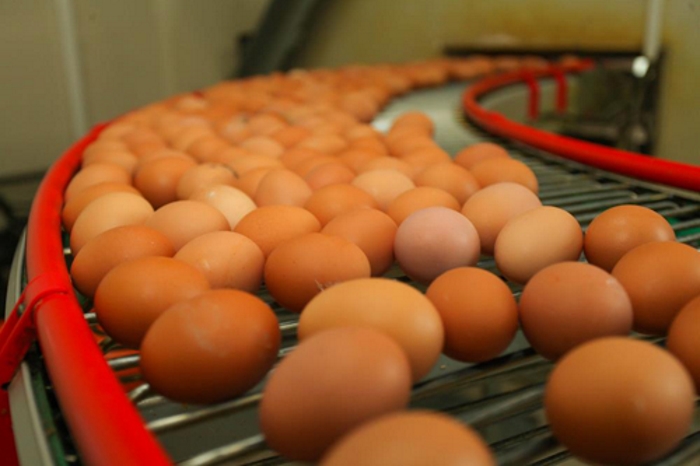 В Челябинской области будут производить инкубационное яйцо