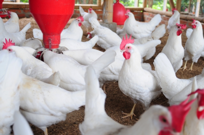 В Казахстане из-за роста цен на зерно повысилась стоимость мяса птицы