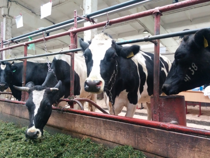 В Кемеровской области активно развивают молочное животноводство