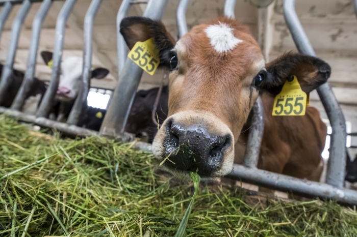 В Кемеровской области обсудят перспективы развития молочного животноводства