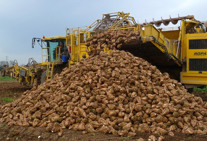 В Нижегородской области завершена уборка сахарной свеклы