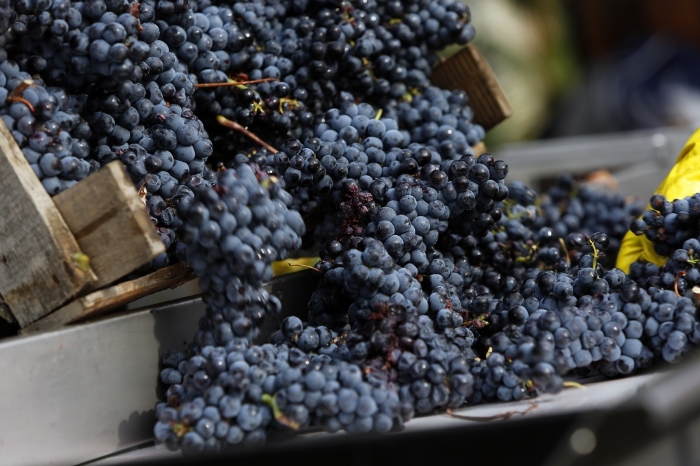 В Республике Крым собран весь урожай винограда