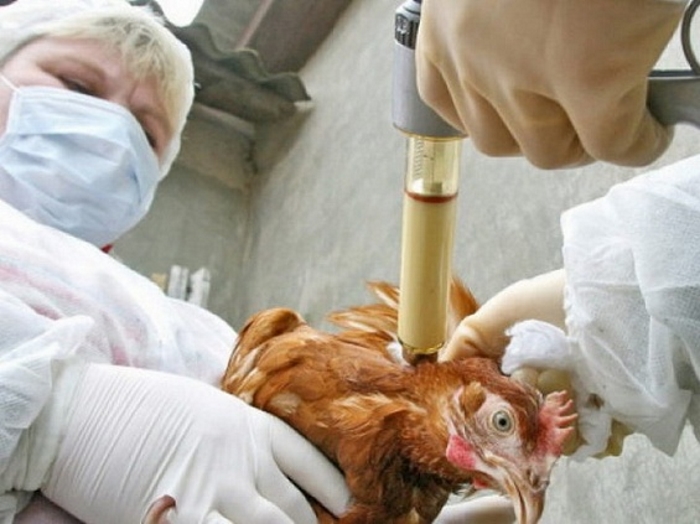 В Ростовской области начата сплошная вакцинация птицы против птичьего гриппа