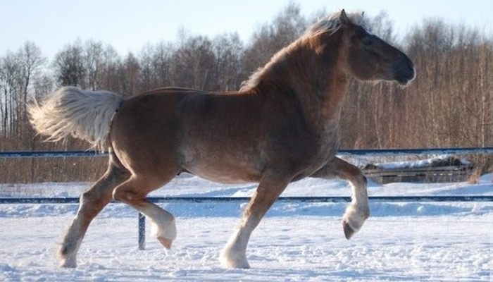 В Татарстане возрождают татарскую породу лошадей