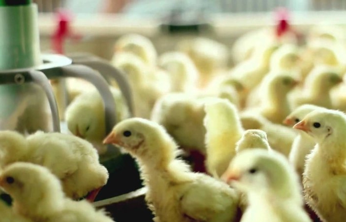 В Татарстане выращивают новый кросс цыплят