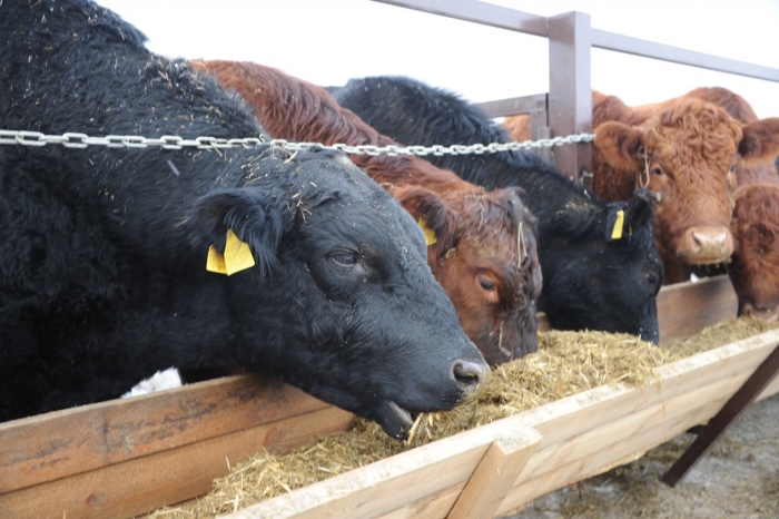 В Тюменской области открылась экоферма на двести коров