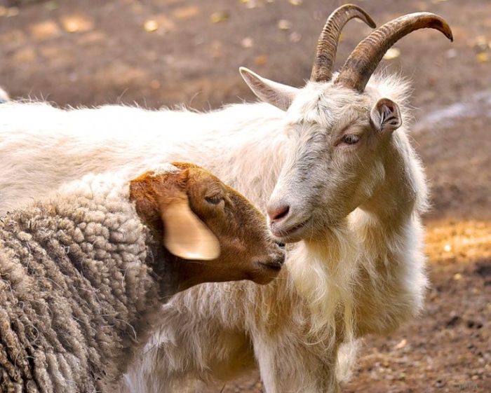В Тульской области зафиксирована вспышка оспы коз и овец