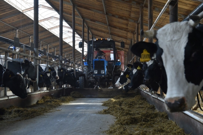 В молочном животноводстве Удмуртии сохраняется положительная динамика