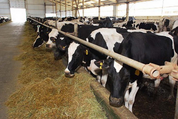 В сельхозпредприятиях Саратовской области произведено 108 тысяч тонн молока