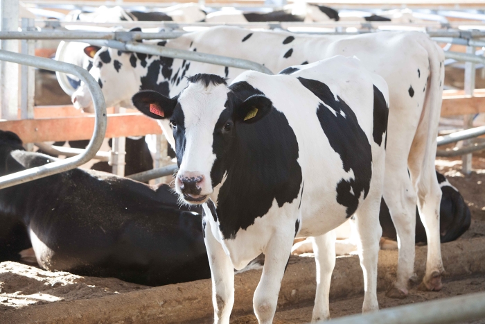 В совхоз «Корсаковский» в Южно-Сахалинске доставлено 200 коров из Нидерландов