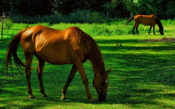 Воспалительные заболевания копыт у лошадей