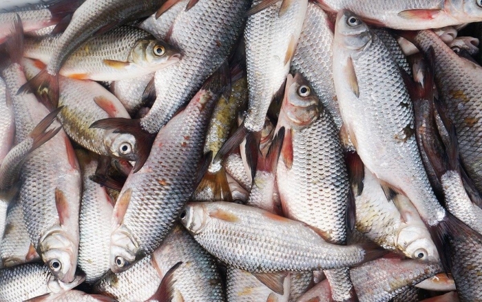За год объемы выращивания рыбы в Поморье выросли на 10%