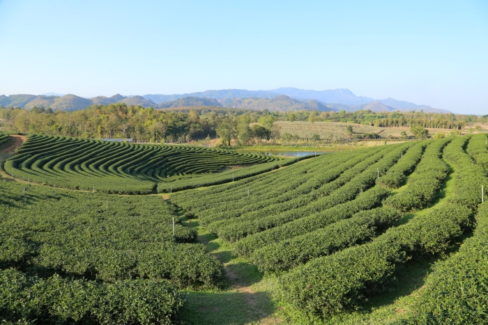 Чайные плантации Абхазии отдадут под фруктовые сады
