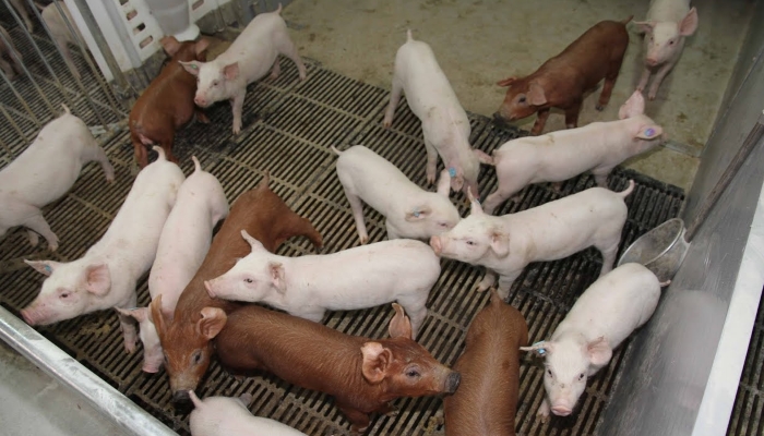 Датская «Гудвэлли» будет развивать свиноводство в Тамбовской области