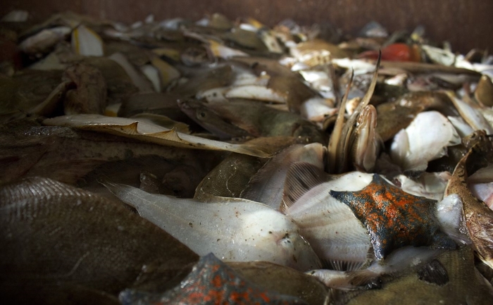 Японская газета рассказала о возрождении рыбной отрасли в России