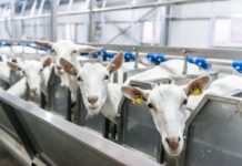 Компания DMSTR займётся проектированием нового комплекса по производству козьего молока в Подмосковье