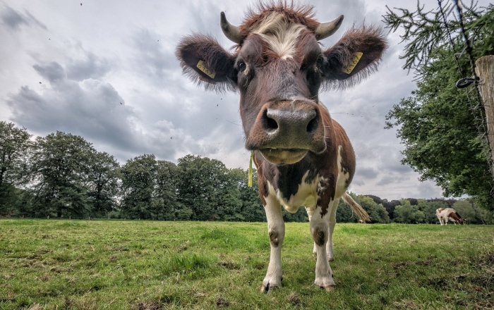 Корова на связи: в желудок животного поместят передатчик