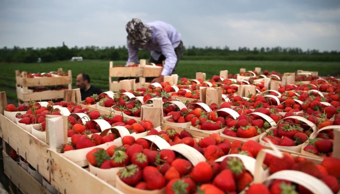 Надо поддержать сборщиков ягод дотациями