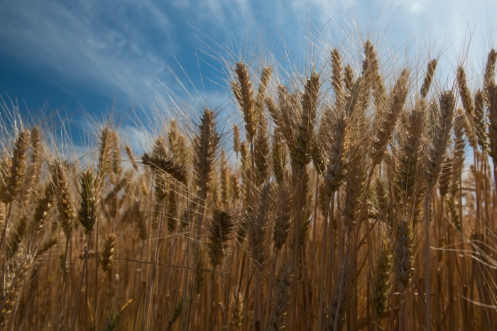 Россия отправит первую партию пшеницы в Саудовскую Аравию до конца 2018 года