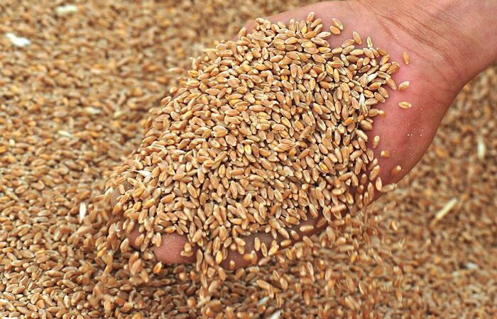 ​​Россия собирается продолжить увеличивать экспорт зерна в следующем году