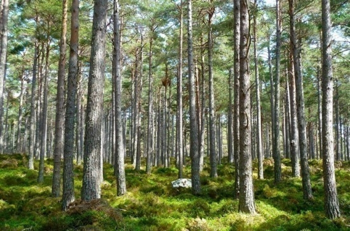 Российские леса защитят от «чёрных лесорубов»
