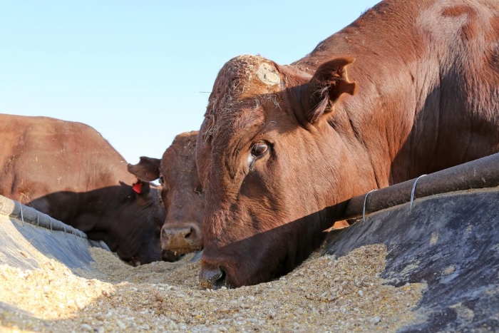 Содержание и кормление быков-производителей