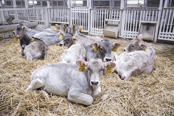 В Башкирии планируют ввести господдержку хозяйств, применяющих биомедицину в животноводстве