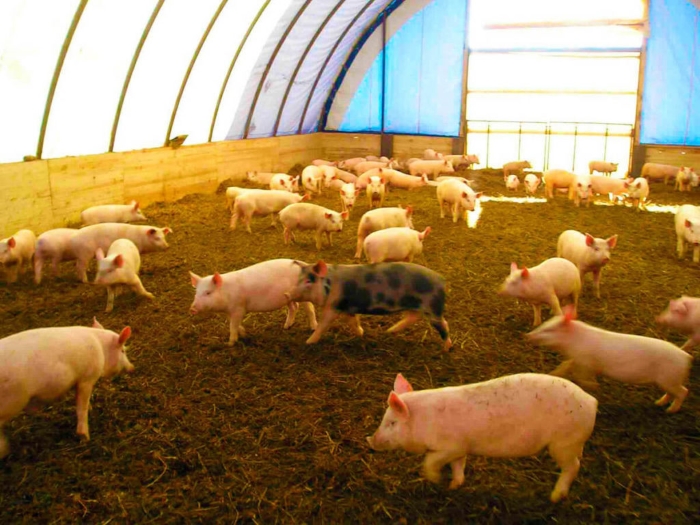 В Брянской области на 14 суток закрыли свиноводческое предприятие