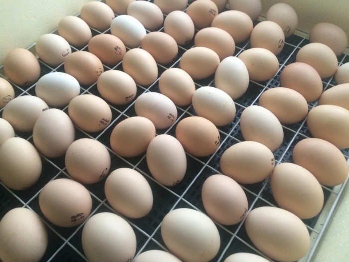 В Челябинской области будут производить инкубационное яйцо для яичных птицефабрик России и ближнего зарубежья
