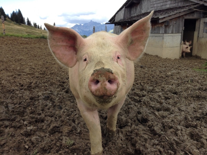 В Калининградской области из-за АЧС запретят держать свиней в личных подсобных хозяйствах