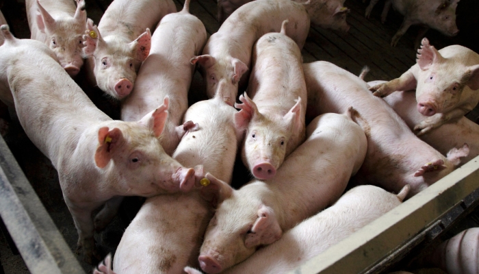 В Китае забито 631 тыс. домашних свиней в результате борьбы с АЧС