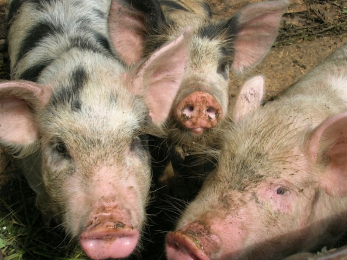 В России увеличилось производство продукции свиноводства