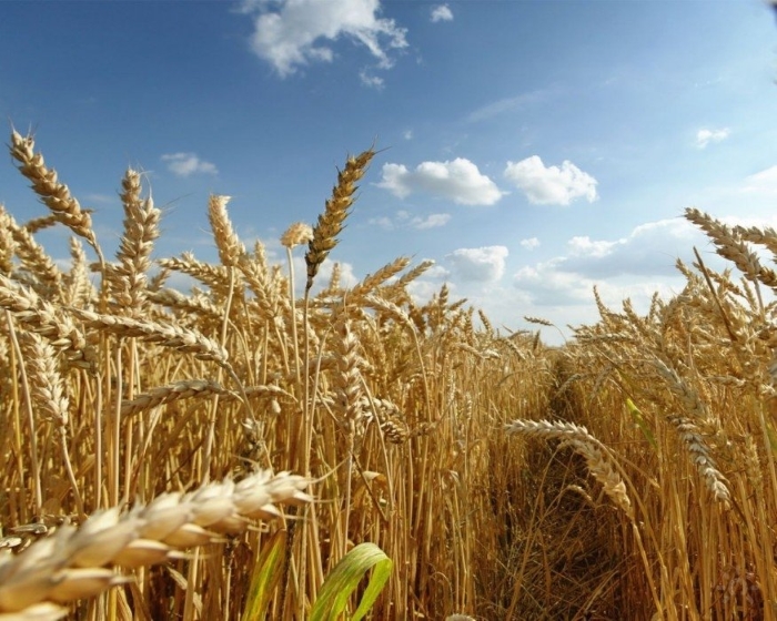 Египет закупил российскую пшеницу
