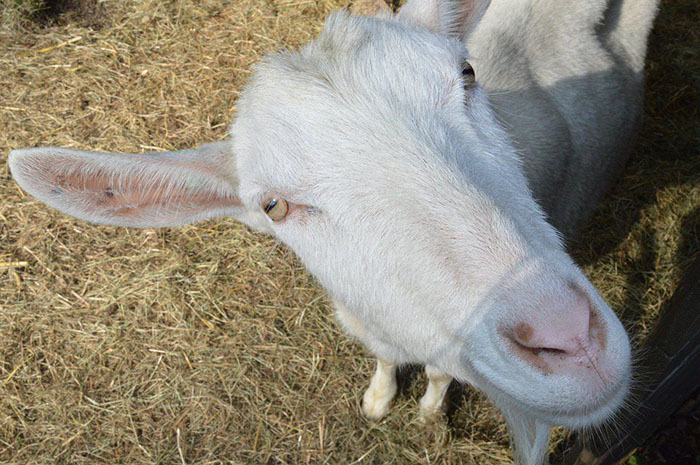 Голландские козы привыкают к ставропольскому климату